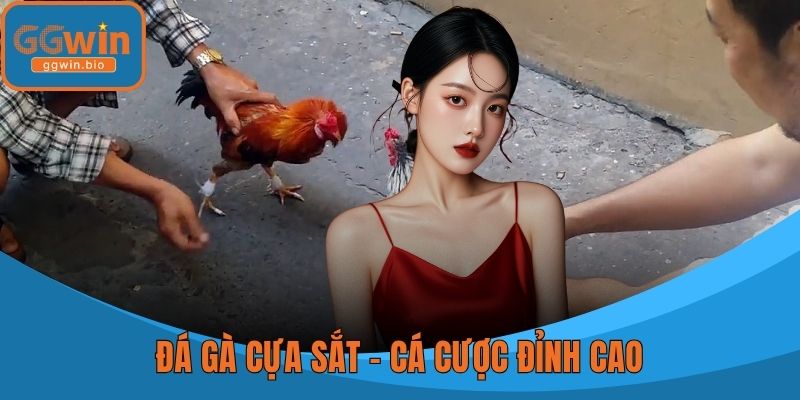 Đá Gà Cựa sắt – Cá Cược Đỉnh Cao